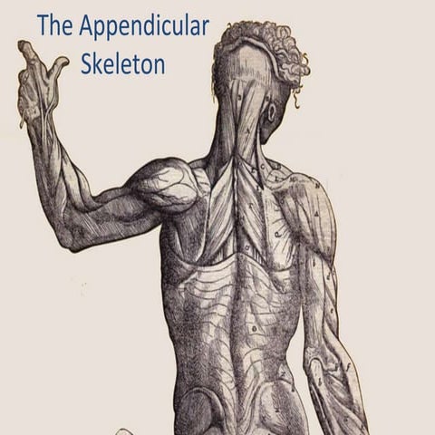 Appendicular Skeleton