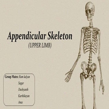 Appendicular Skeleton.pptx