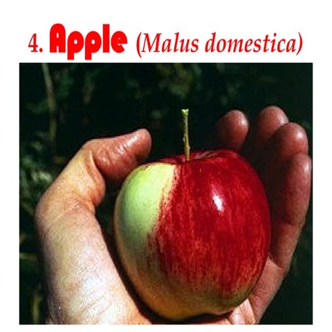 Apple tree production, management and post harvest practices   and