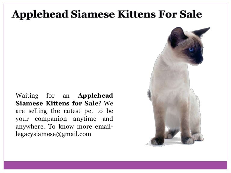 applehead siamese