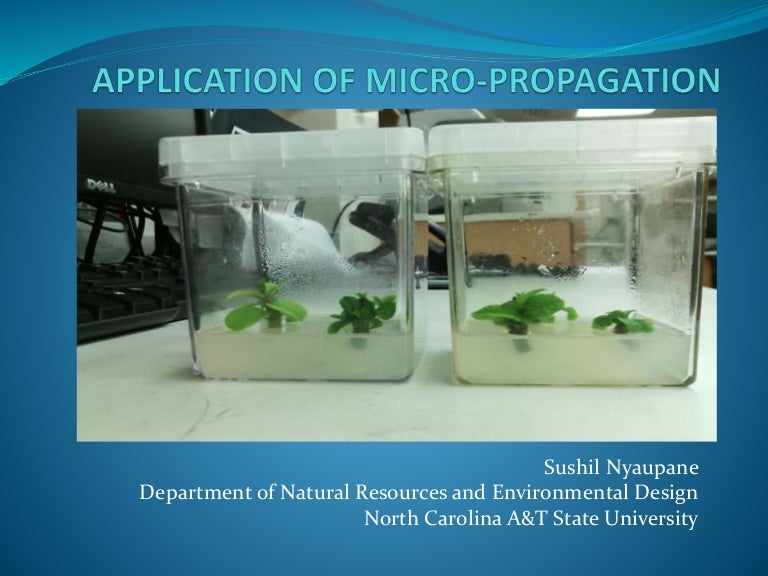 Application of plant tissue culture/ micropropagation