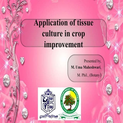 Application of tissue culture in crop improvement