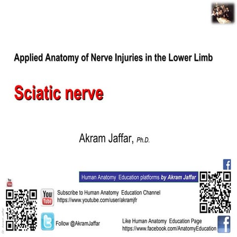 Applied anatomy   sciatic nerve injury