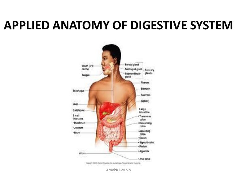 Applied anatomy of digestive system