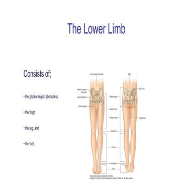 anatomy of limb( upper and lower limb).pdf