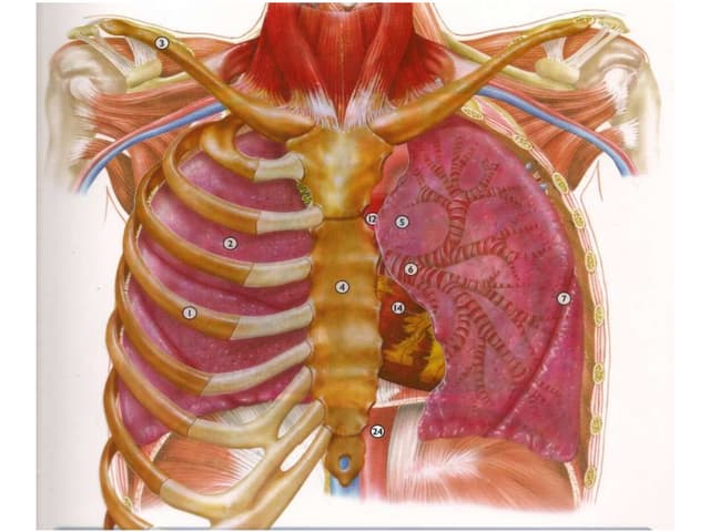 Apresentação de imagens com o Tema:...