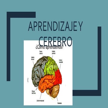 Aprendizaje y cerebro