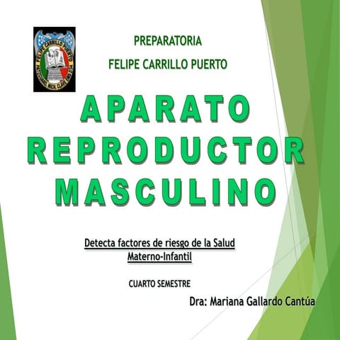 APARATO REPRODUCTOR MASCULINO