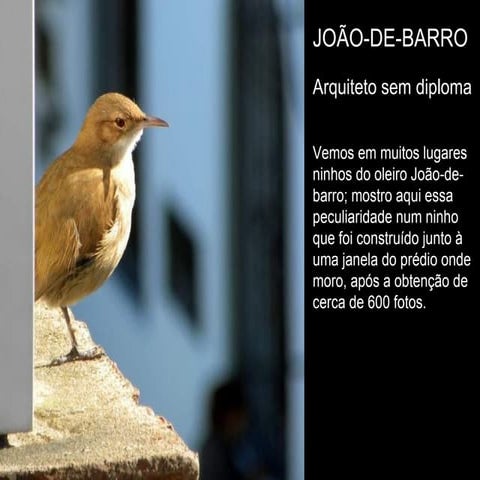 O João de Barro e sua obra prima