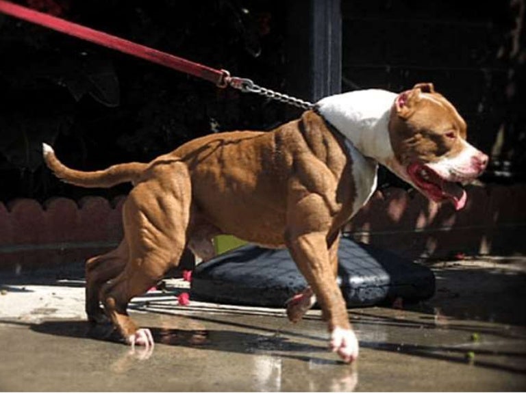 Muscular Dog 2025