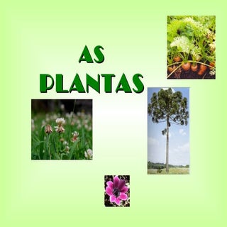 Apresentação plantas