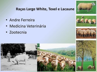 Origem, Características Morfológicas, produtivas e indesejáveis das Raças Lar...