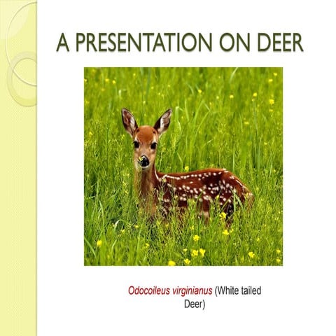 A presentation on deer