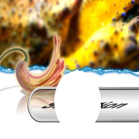 AP Sensation Perception 