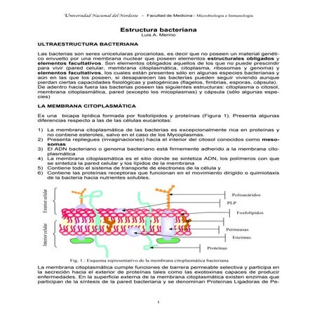 Célula bacteriana y sus diferentes estructuras.pptx