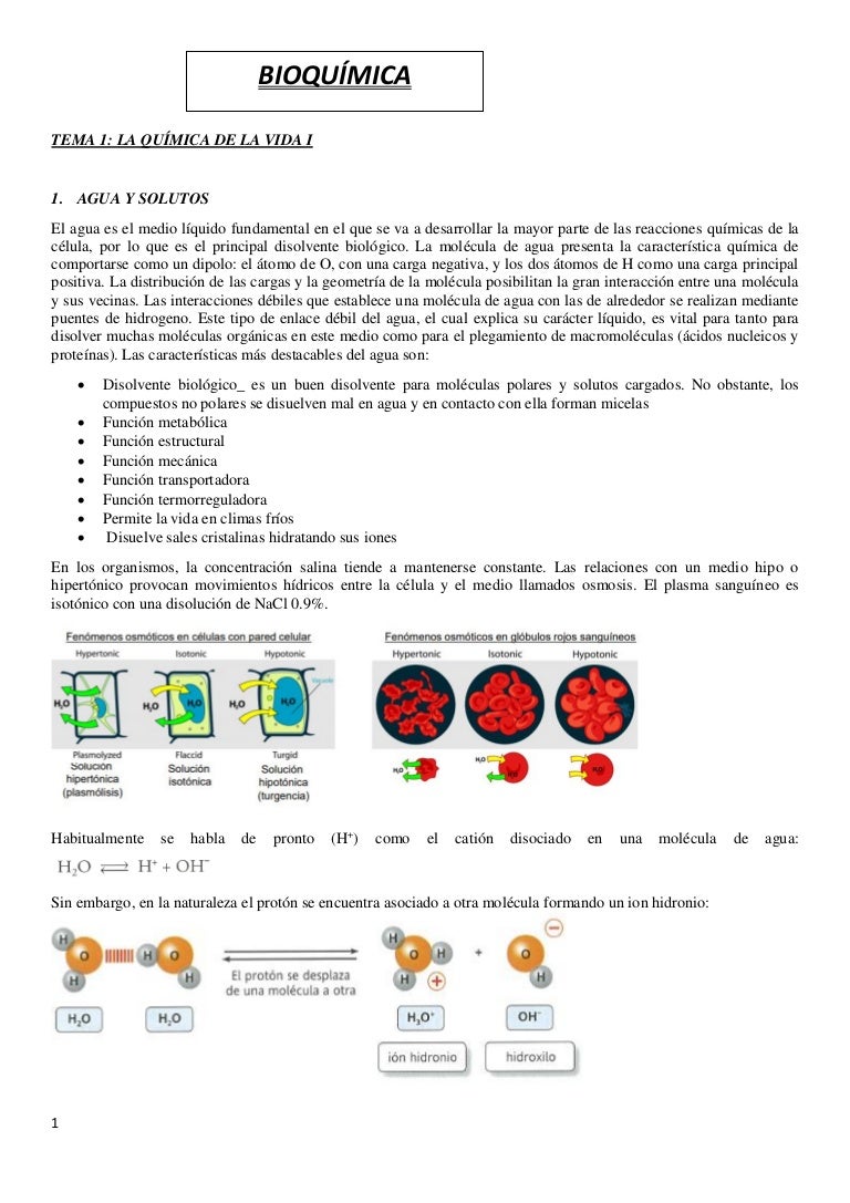 bioquímica vía glucolítica diabetes bioquímica vía glucolítica diabetes