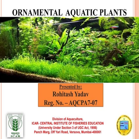 Aquatic Ornamental Plants