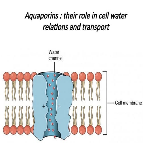 Aquaporins and its importance in plant system
