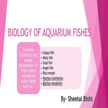 aquarium-fishes-ppt