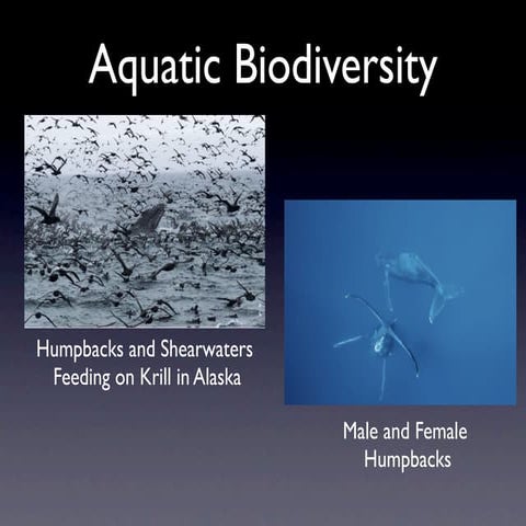 Aquatic Biodiversity