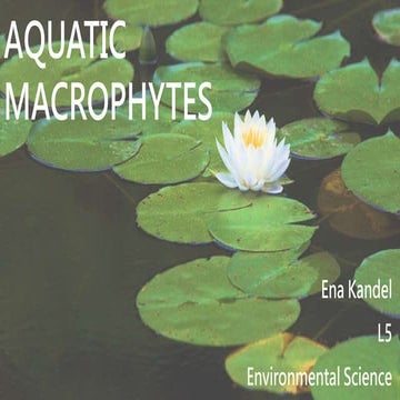 Aquatic macrophytes 