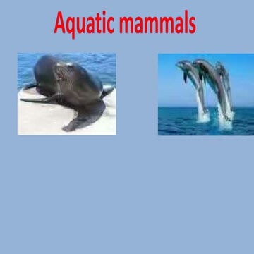 AQUATIC MAMMALS.pptx