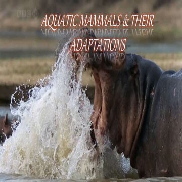 Aquatic mammals & their adaptation.fully aquatic mammal and amphibian aquatic...