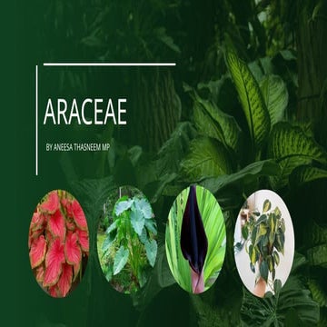 Understanding the Araceae Family: Characteristics, Distribution, and Uses  .pptx
