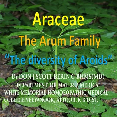 Araceae family
