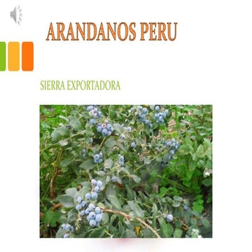 ARÁNDANOS PERU