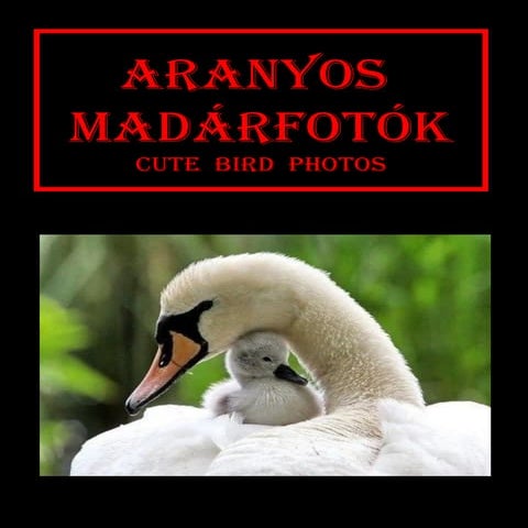 Aranyos madarfotok