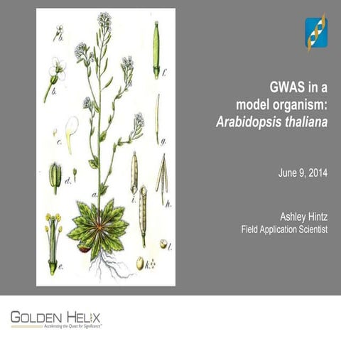 GWAS in a model organism: Arabidopsis thaliana