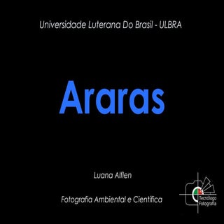 Arara