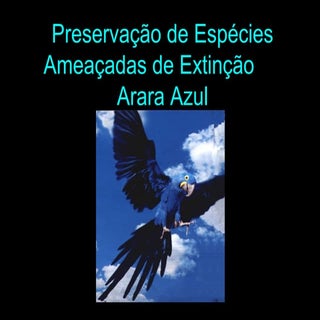 Arara azul