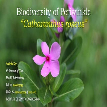 Biodiversity of Periwinkle (Catharanthus roseus)