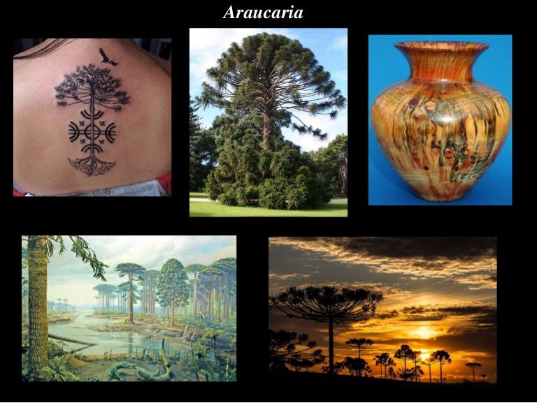 Araucaria Araucaria