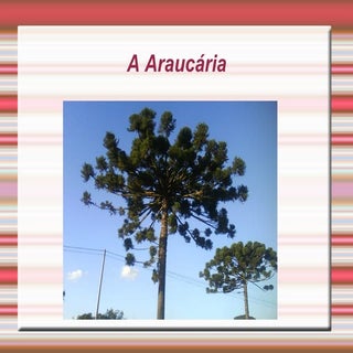 Araucária cleusi e liana slides