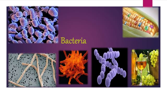 Industrial importance of bacteria 
