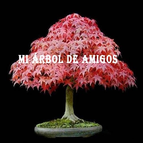 Arbol De Amigos