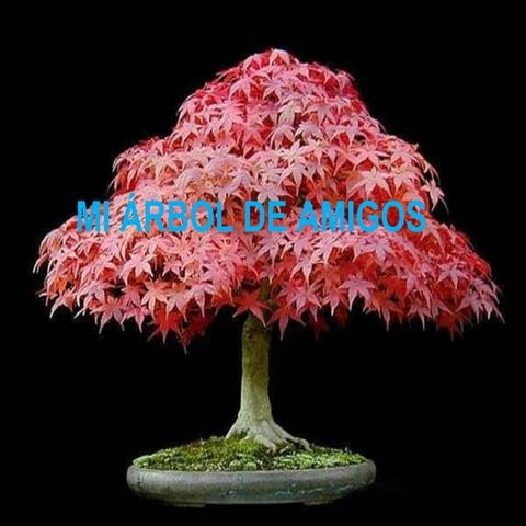 Arbol de amigos