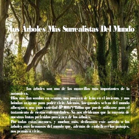 Arboles maravillosos