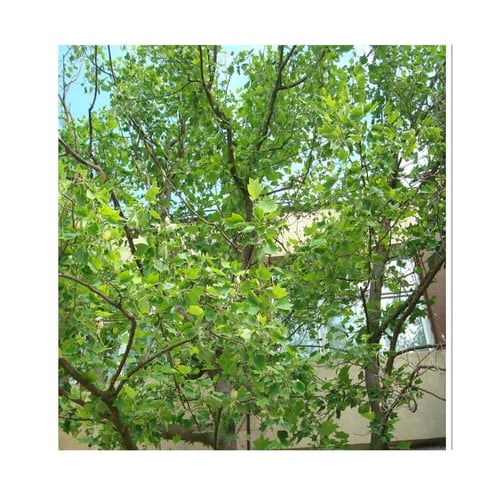 Arborele de lalele   lectie pentru studiul mediului concret