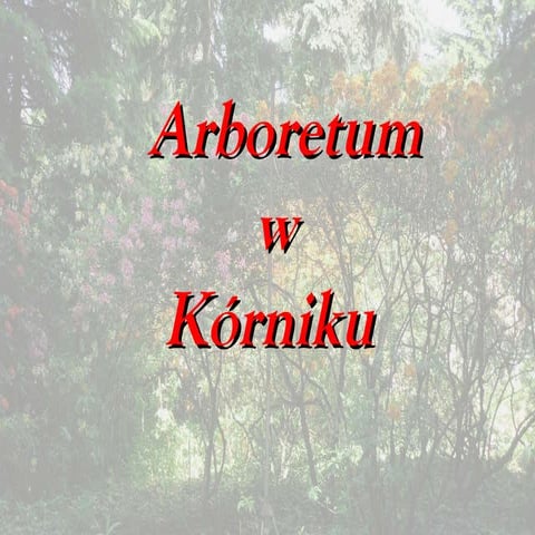 Arboretum w korniku 2011 1