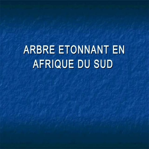 Arbre sculpté en_afrique_du_sud