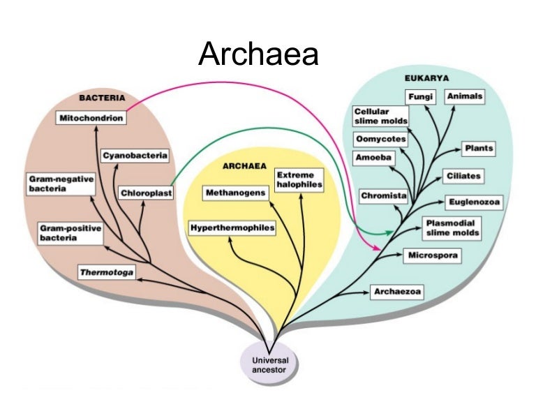 Archaea methanogens