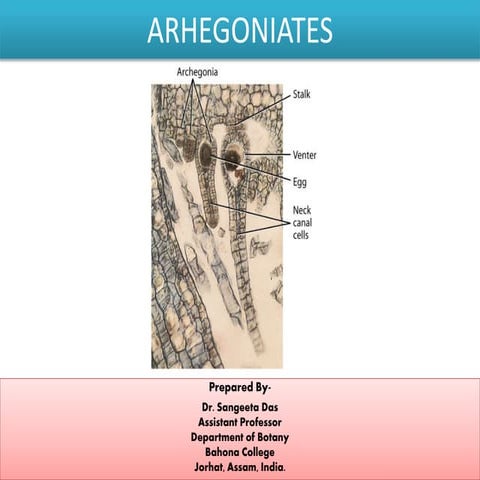 Archegoniates