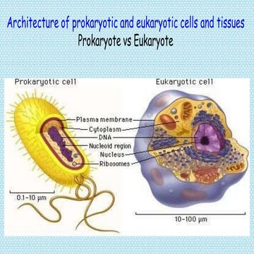 Architecture of prokaryotic and eukaryotic cells and tissues