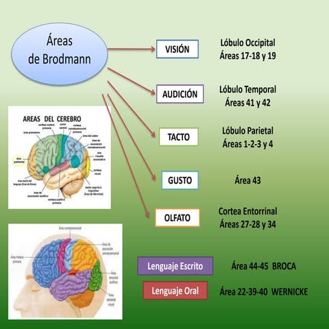 Areas de brodmann completas con descripción | PDF