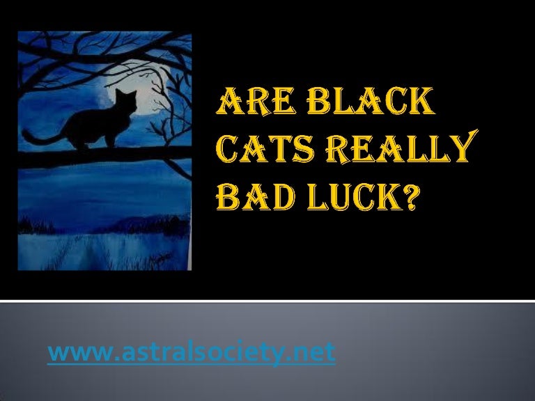 Are Black Cats Really Bad Luck