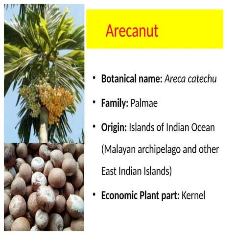Areca nut ppt by gaurav | PPTX